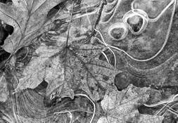 Ice Etching by Marcia S. Fowler