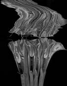 Liquid Silver by Diane Kay