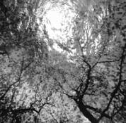 Swimming Through Trees by Monika J. Danos