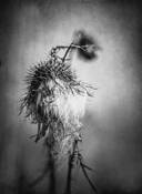 Distressed Weed by Christina Power