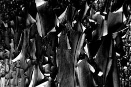 Madrone by David S. Bailey