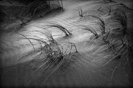 Blowing Sea Grass by Gary Wagner