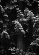 Cedars by James Burton