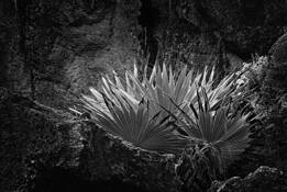 Cliff and Fronds by James Burton