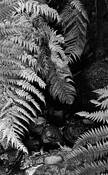 Ferns by James Burton