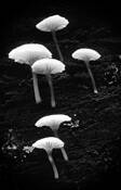 Glowing Mushrooms by James Burton