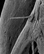 Stump Detail by James Burton