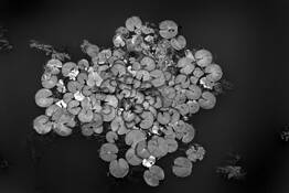 Lily Pads by Joshua Hakin