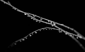 Water Droplets by Mike Cavanaugh