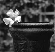 Chimney and White Flower by Paul G. Morozoff