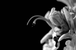 Subtle by Peter A. Slevcove