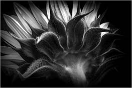 Sunflower by Phyllis Goodfriend
