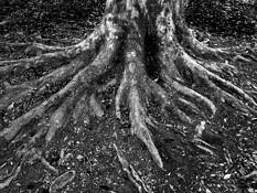 Roots by Rajan Varadan