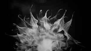 Untitled by Wayne B. Gibson