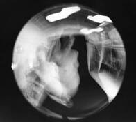 Twin Spirts by James R. Holland