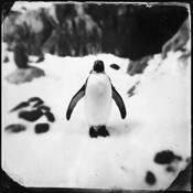 Zoo Penguin by Robert Karacic