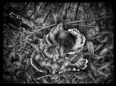 Mushroom in the Grass by Roberta Lynn Ledbetter
