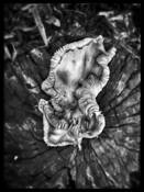 Mushroom on a Stump by Roberta Lynn Ledbetter