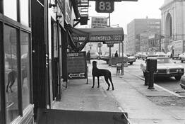 18. Great Dane by Sven Martson