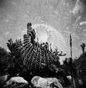 Cactus by Justin Ciccarello