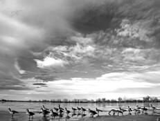Crown Hill Geese by James M. Megas