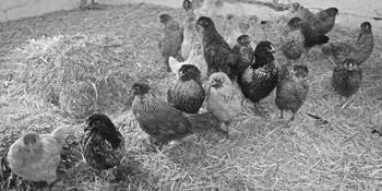 The Girls by James M. Megas
