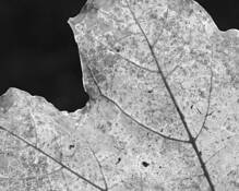Autumn by James M. Megas