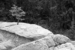Lone Tree by James M. Megas