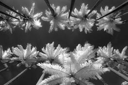 Palm Trees by Eduardo Garcia