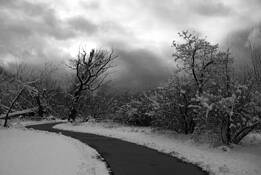 Tree by Frank Merrem