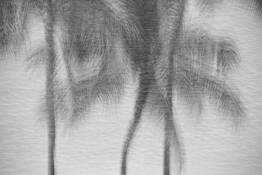 Palm Trees and the Sea by Mary Butler