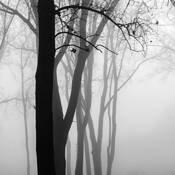 Forest Fog by Michael Knapstein