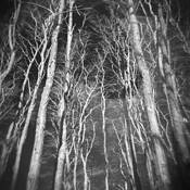 Mijo in the Trees by Ryan Synovec