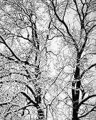 Snowfall by Terrie Moeller