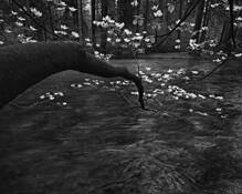 Dogwood Blossoms by Tony Hertz