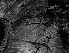 End Wood 2 by James N. Vedder