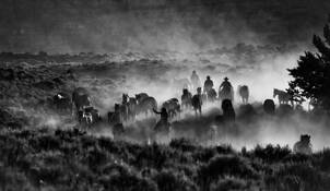 Morning Round Up 10 by Diane Norman