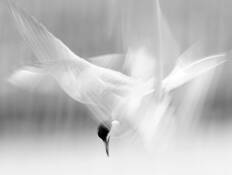 Mid-Air Encounter by Alan Mahood