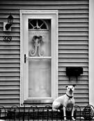 Patiently Waiting by Alan Wood