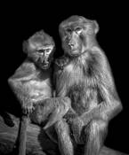 Papio by Andrew Lincoln