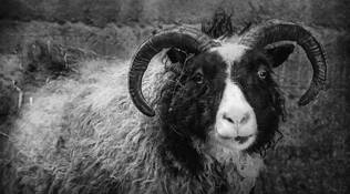 Curious Sheep by Beamie Young