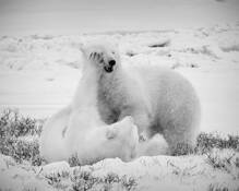 Footsie by Bob Bader