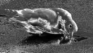 The Eye by Chuck Snow