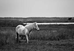 Assateague Island Pony by Cody Ornbaun