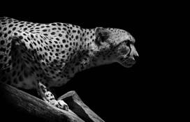 Cheetah by Cody Ornbaun