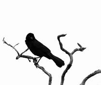 Edgar by Cody Ornbaun