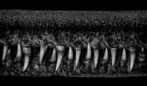 Gharial Teeth by Cody Ornbaun