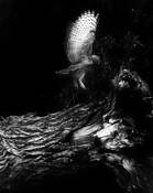 Sudden Flight by Diane Norman