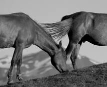 Untitled 1 by Gabriel Leitner