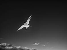 Arctic Tern by James Reynolds
